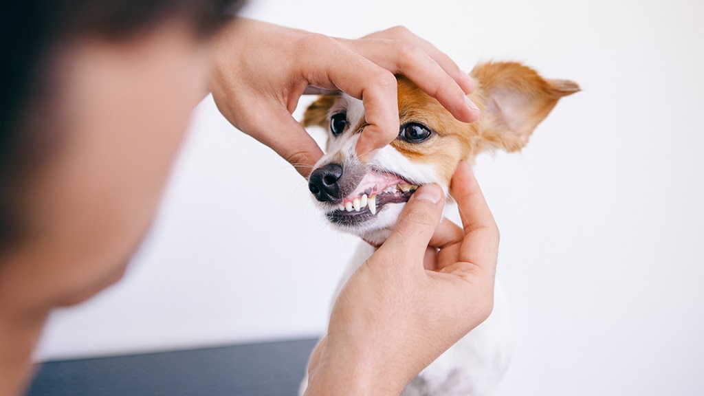 7 Most Effective Tips to Improve Your Dog’s Dental Health